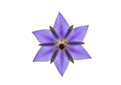 Starshaped purple flower with 5 petals against a black background