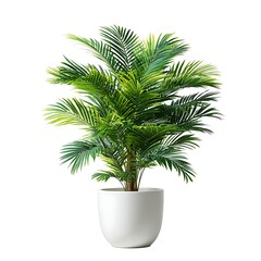 Obraz premium A potted palm, its fronds a vibrant green against the stark white backdrop