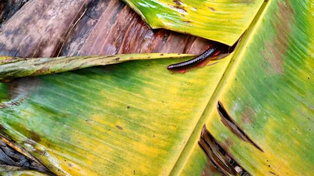 Millipedes are a group of arthropods that are characterised by having two pairs of jointed legs on most body segments; they are known scientifically as the class Diplopoda, the name derived from this