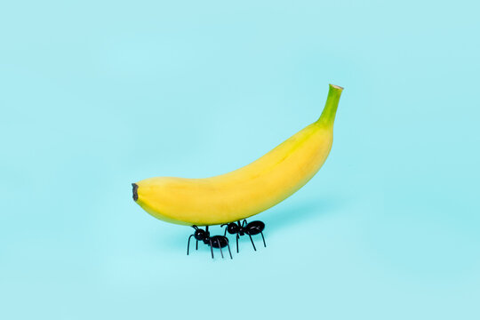 pair of ants carry a banana