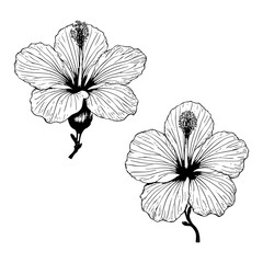 Fototapeta premium Hibiscus flower Sketch art illustration