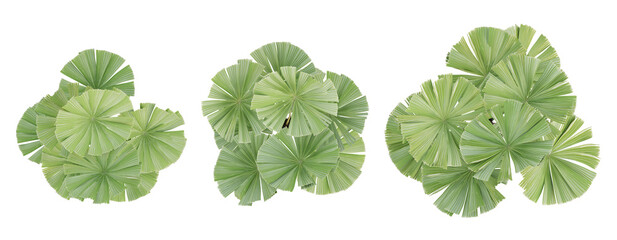 Top view of 3d Licuala ramsayi palm plant on transparent background, png illustration