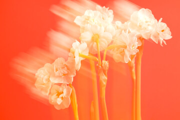 Dynamic display of white flowers against a vibrant red backdrop