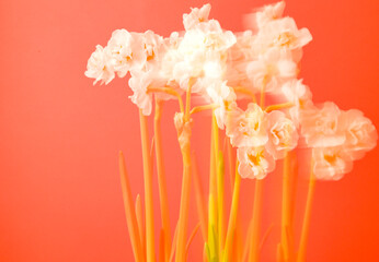 Dynamic display of white flowers against a vibrant red backdrop