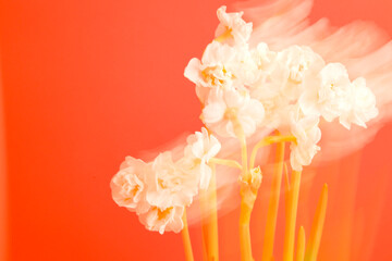 Dynamic display of white flowers against a vibrant red backdrop