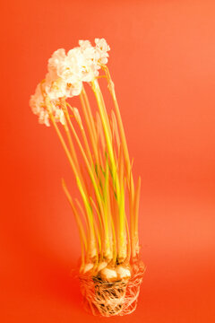 White flowers with vibrant green stems arranged in natural pot 
