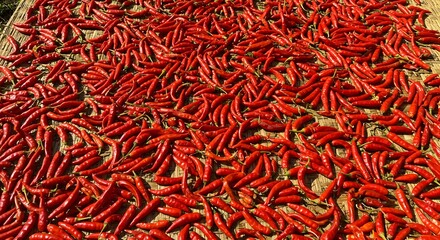 Fototapeta premium Red Chili Peppers Drying in the Sun