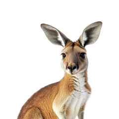 Fototapeta premium red kangaroo portrait on transparent background