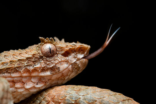 Eyelash viper tongue macro