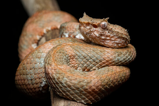 Coiled eyelash viper on branch