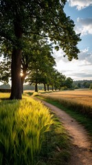 Obraz premium Sunlit country lane through golden wheat field at sunset. Possible use Stock photo for nature, travel, rural, summer, landscape, peaceful, serenity, tranquil, outdoor, scenic, wallpaper, postcard