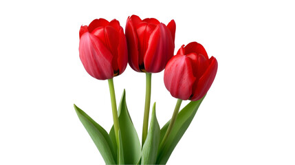 Fototapeta premium Three Red Tulips Dark Background Elegant Flowers Nature Spring Bloom
