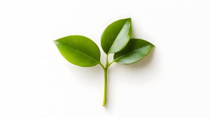 Obraz premium Vibrant Green Sprig Three Leaves Nature Photography