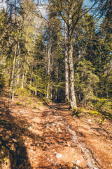 Fototapeta premium Discover Mont Blanc from the Charousse Alpages hike in Les Houches and Chamonix, in Haute-Savoie, France