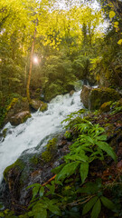 Obraz premium Crystalline spring of the Fuente de Fornos in full spring, pouring pure water into the Irués river among mixed pine and gall oak forests in the Sobrarbe region, near Aínsa, Aragonese Pyrenees. 