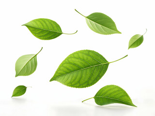 Green Leaves Floating on White Background Nature Concept