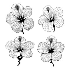 Hand drawn illustration set of hibiscus flowers, branch, leaf. sketch. Vector eps