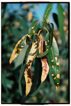 Close-up of eucalyptus leaves with brown spots 