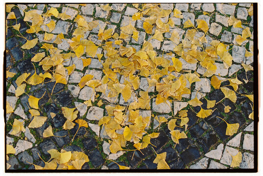 Yellow autumn leaves scattered on cobblestone pavement