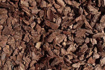 close up of a tree bark. Nature texture vbackground