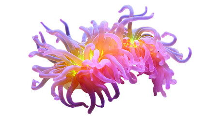 Pink and Purple Sea Anemone with Vibrant Tentacles on Black Background