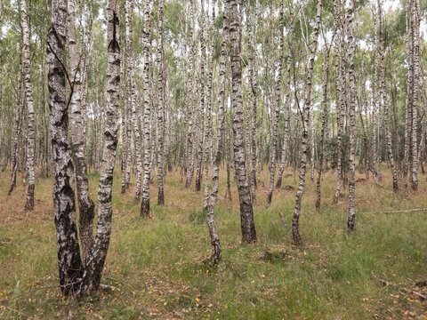 forest of birches