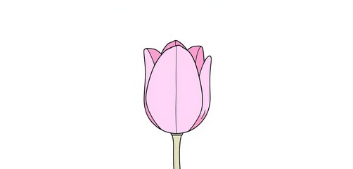 Fototapeta premium Simple line drawing of a tulip flower; ample white space, spring, simple
