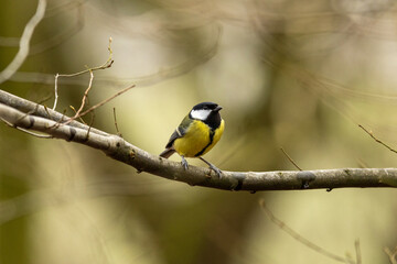 Fototapeta premium Vogel auf Ast