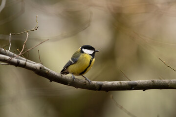 Vogel auf Ast