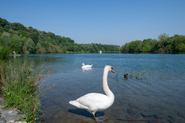 Two elegant white swans glide peacefully on the Adda River near Trezzo sull’Adda, their...