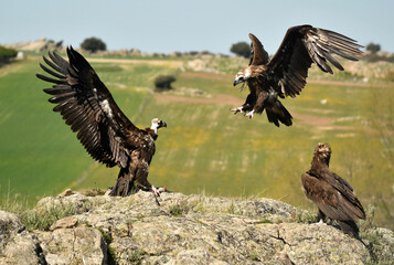 Obraz premium buitre negro