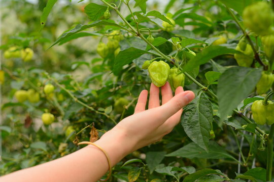 A close up of a hand touching a green pepper