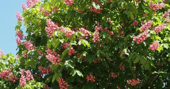 (Aesculus carnea) Red horse-chestnut tree producing pink panicles of flowers above a canopy of lustrous green palmately leaves on branches swaying slightly in the wind
