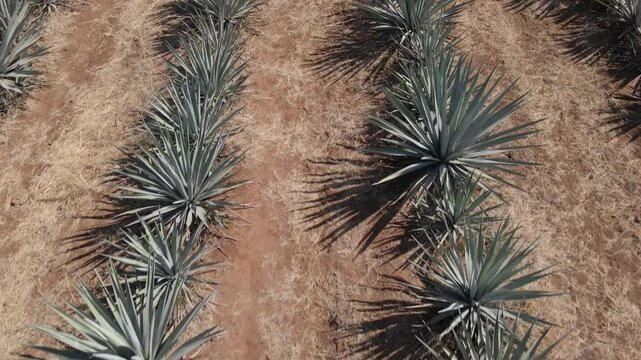 Flights over agave fields at Amatitan