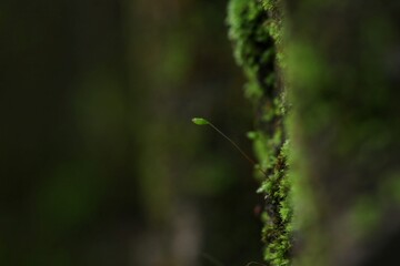 newly grown fern shoots in the morning covered in fresh dew