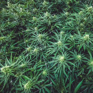 Canopy of Marijuana Plants Background Texture