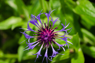 Close up of a purple cornflower taken from above showing fragile petals and pistils a favourite with pollenators