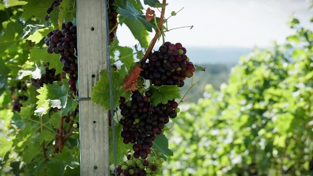 Grapes ripening on a large green vine in the summer sun. More grapevines and the hilly landscape of southern Germany are visible in the background.