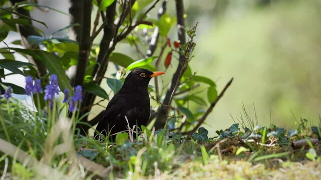 Blackbird sits in a grassland with bushes and plants and looks around. The blackbird moves its head as it does so.