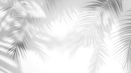 Serene Monochromatic Palm Leaf Shadows