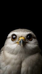 Fototapeta premium Close-up portrait of a falcon with large eyes and detailed feathers against a black background