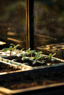 Seedlings growing in a greenhouse