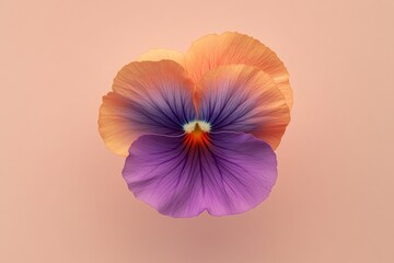 Close-up of a vibrant pansy with blended colors.