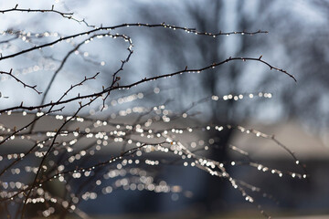 Morning Dew drop on branch in springtime