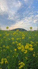 Obraz premium A high-quality stock image showcasing a stunning rapeseed field beneath an expansive sky, complemented by a distant mountain range creating depth and perspective.