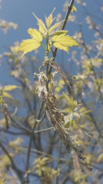 Vertical footage, Camera moves around branch with male flowers of Box elder, Acer negundo, on blue sky background, view from below s, close-up