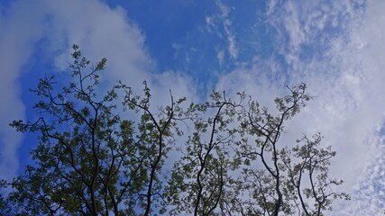 A high-quality stock image capturing tall trees with delicate branches extending towards the sky, framed by scattered clouds. Ideal for environmental themes and scenic backgrounds.