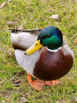 Ente, duck, erpel