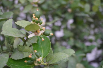 New fruit buds the in lime tree.