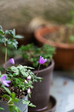 Anemone blanda flowers growing in pots in garden